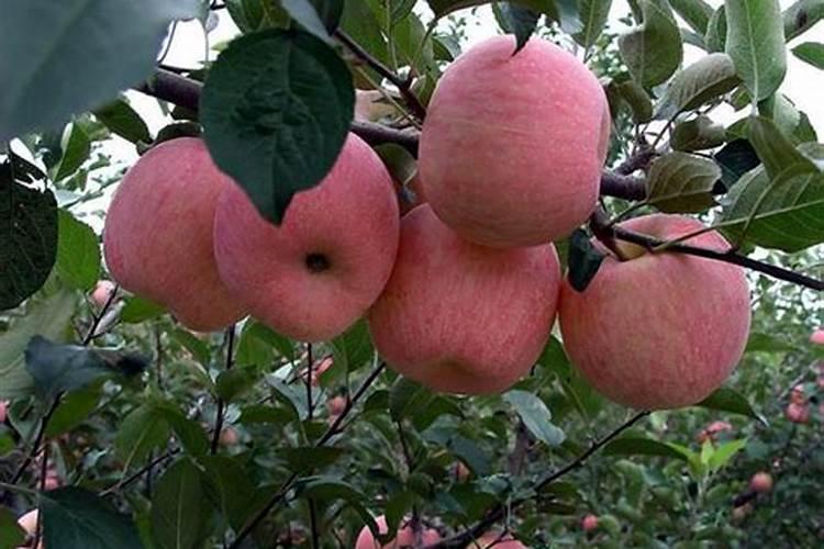 植物缺少氮磷钾分别会出现哪些症状？