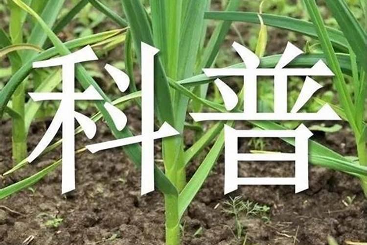 九叶青的种植适应地区