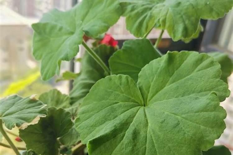 天竺葵用什么肥料最好 能用复合肥吗