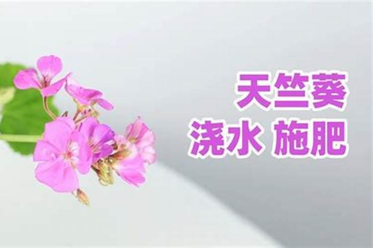 大花天竺葵用什么肥