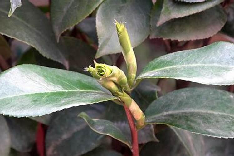 茶花树施什么肥料最好