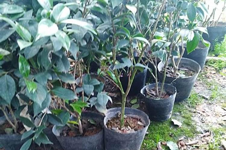 茶花树施什么肥料最好