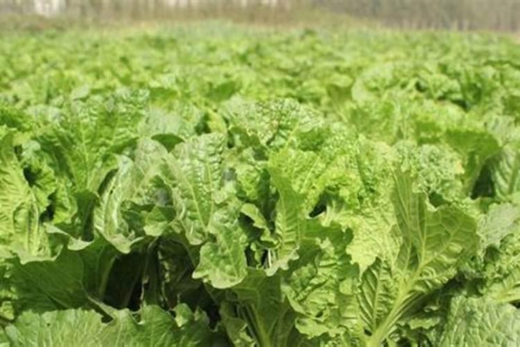 新栽韭菜生长期用什么肥料做追肥好？请老师指点