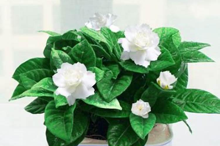 喷施磷酸二氢钾和高钾水溶肥哪个效果好