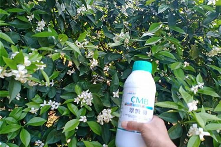 龙眼用硼肥料怎么施肥