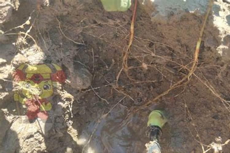 棉花什么时候使用矿源黄腐酸钾最好