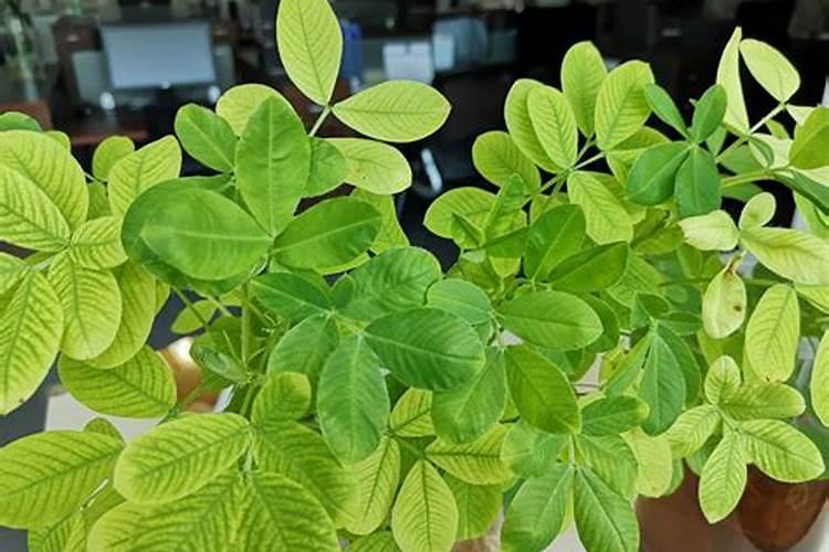 矿源黄腐酸钾的用量与用法