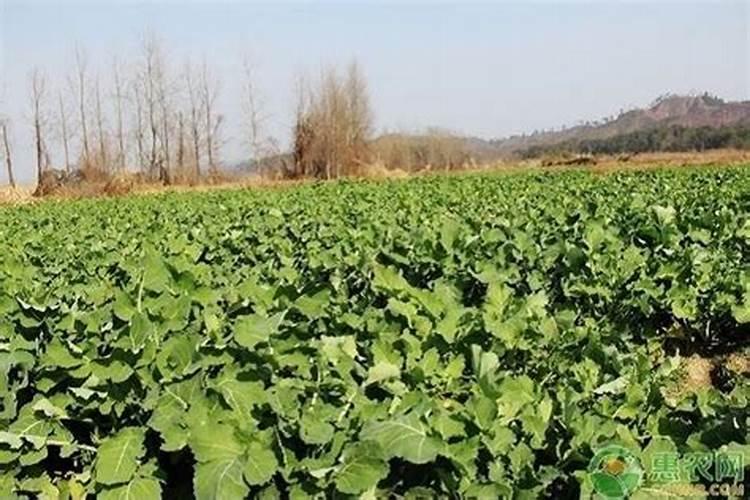 什么时间给油菜追肥