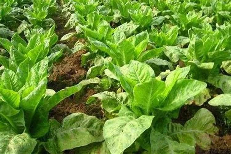 种植后什么时候施肥好 种植后什么时候施肥