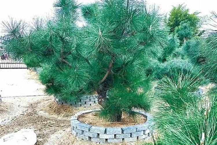 请问大神们,我的这颗黑松干尖然后干叶是怎么了怎么办？谢谢