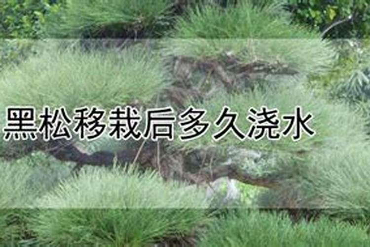 修点过的黑松能晒太阳和浇水吗？