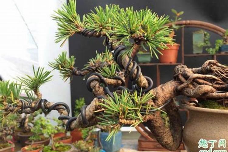 有哪些需要记住的黑松盆景养护管理技巧？