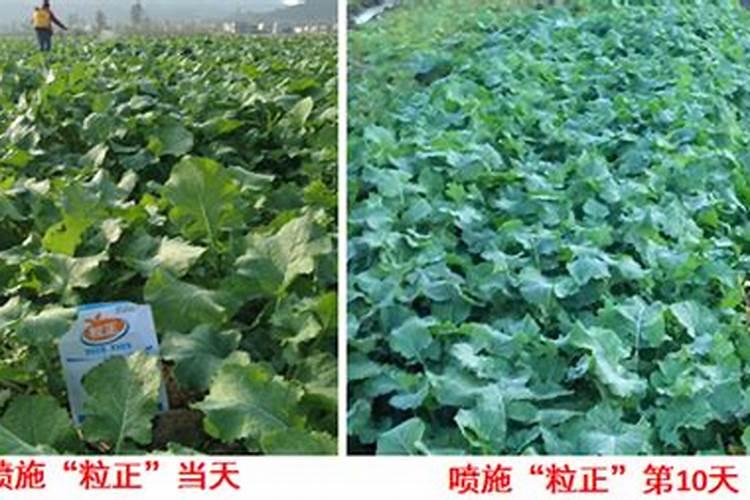 什么时间给油菜追肥