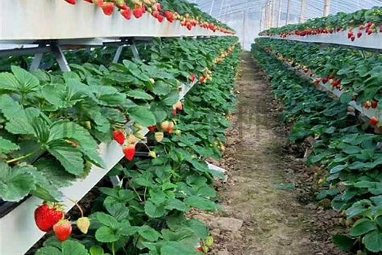 芸豆的需肥规律是什么？如何正确施肥？