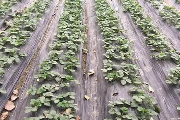 豌豆苗含钾高不高