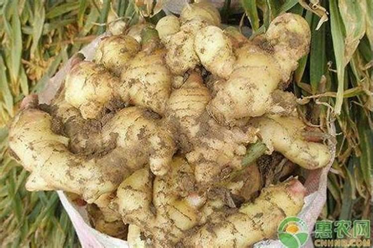 生姜什么时候追肥合适