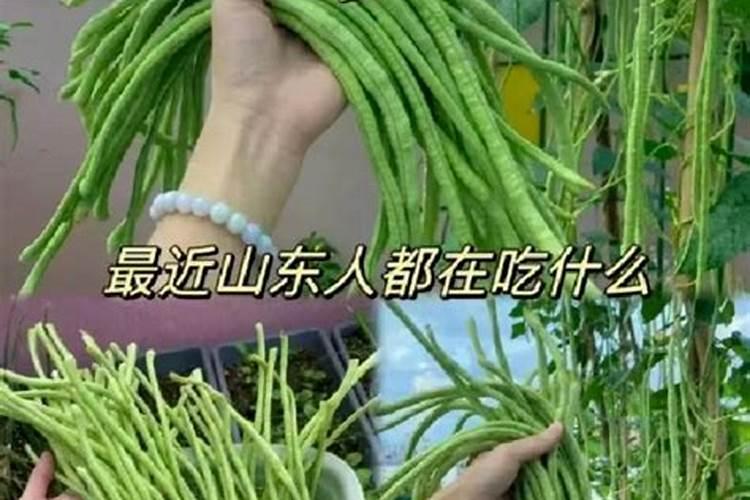 种的白菜不包心怎么办