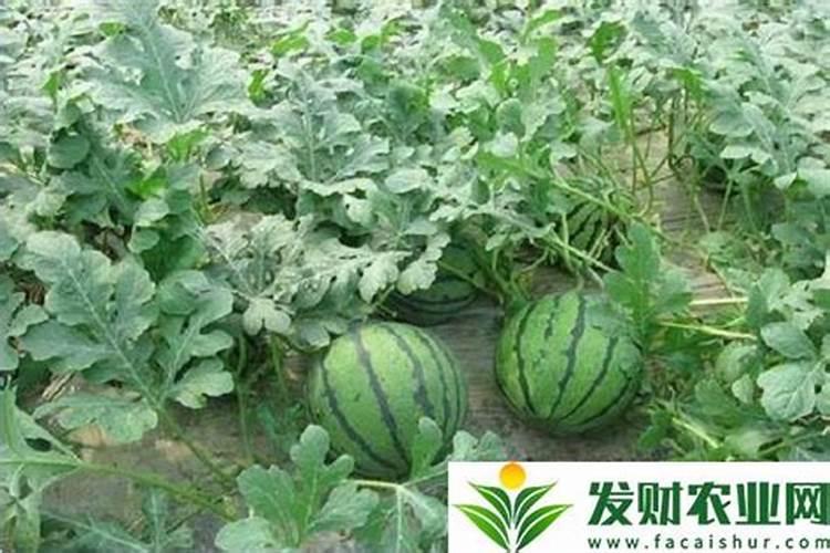 西瓜巧施肥的重点有什么 西瓜怎么施肥