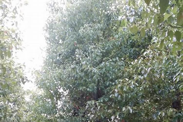 香樟树叶子发黄怎么治 部分枝条枯死