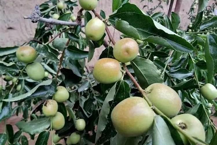 冬枣施什么肥最好？