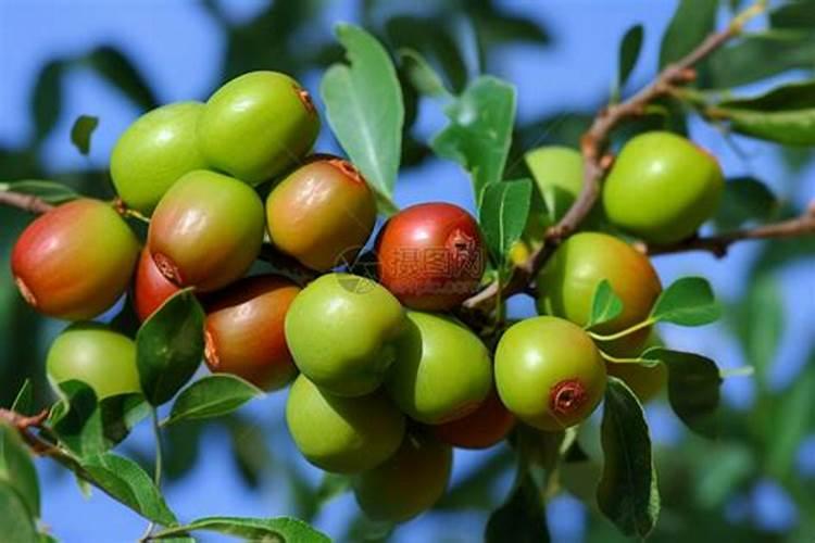 冬枣树幼果期的管理三要点