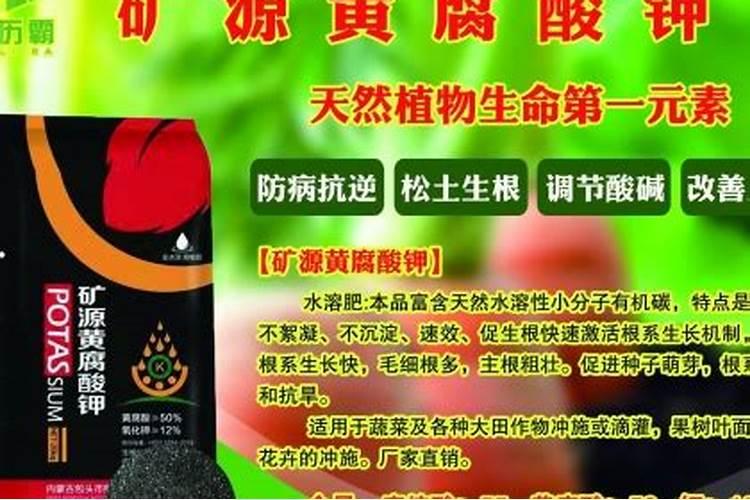 月季对营养的要求有哪些 种植月季需要哪些营养条件