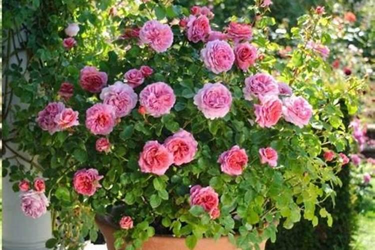 高钾肥适合浇什么花