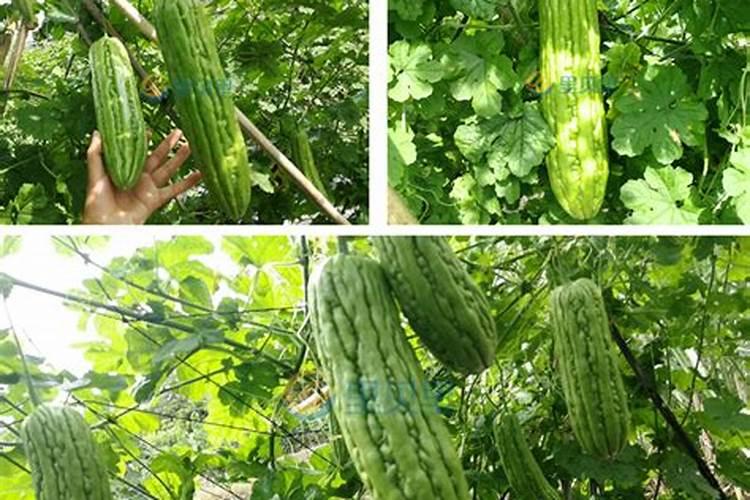 化肥袋是由什么做成的