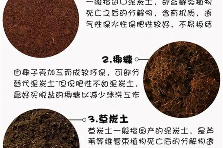 养月季有“3件事”,必须做,才能花大色艳,经常开花,你知道吗？