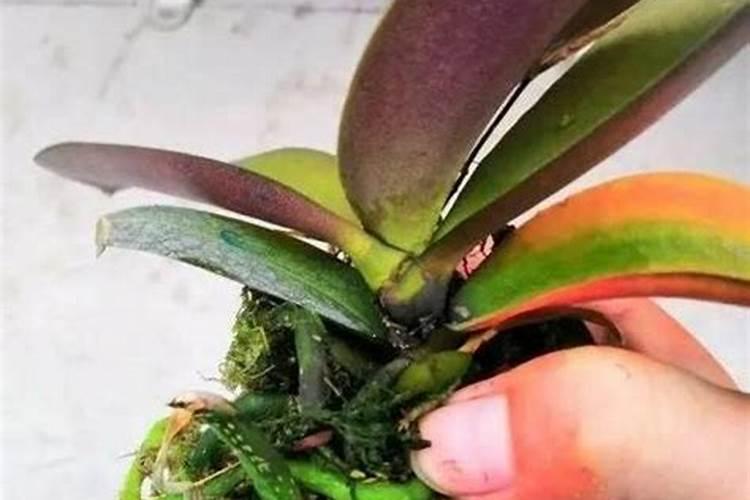 黄腐酸钾和腐殖酸钾有什么区别