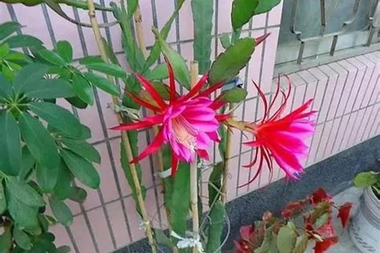 怎样养好荷花令剑花