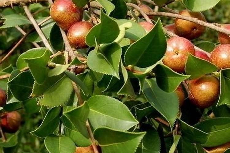 油茶树什么时候施肥