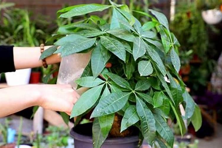 发财树可以浇尿素水吗？