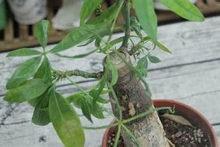 发财树可以用尿素当化肥吗？