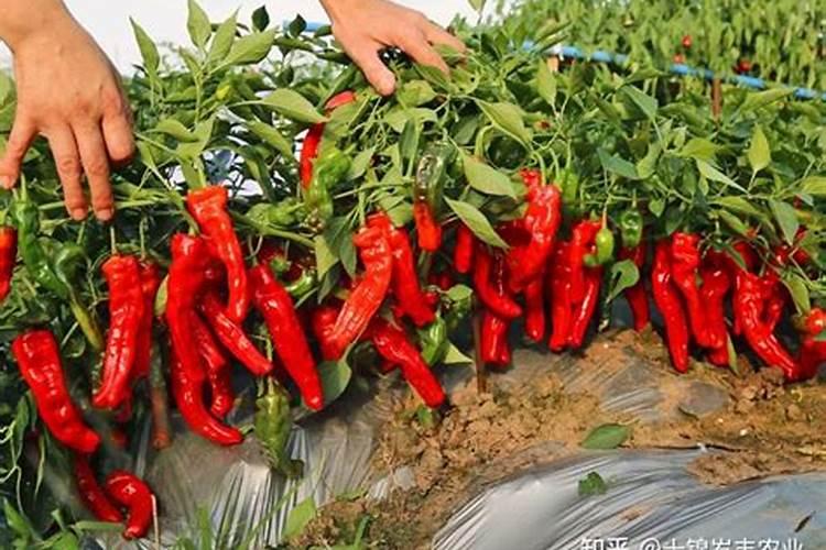 大棚种植茄子需要什么肥料