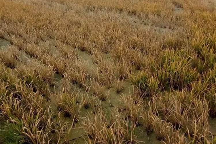 水稻开口不灌浆怎么办