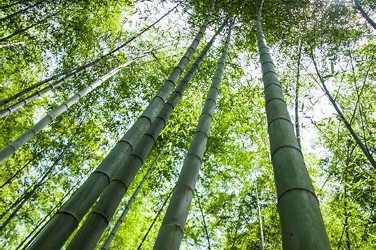 竹子用什么肥料最好