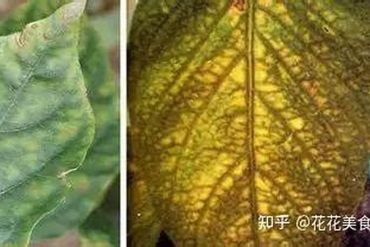 含氯氮肥在果树上用量多少适易