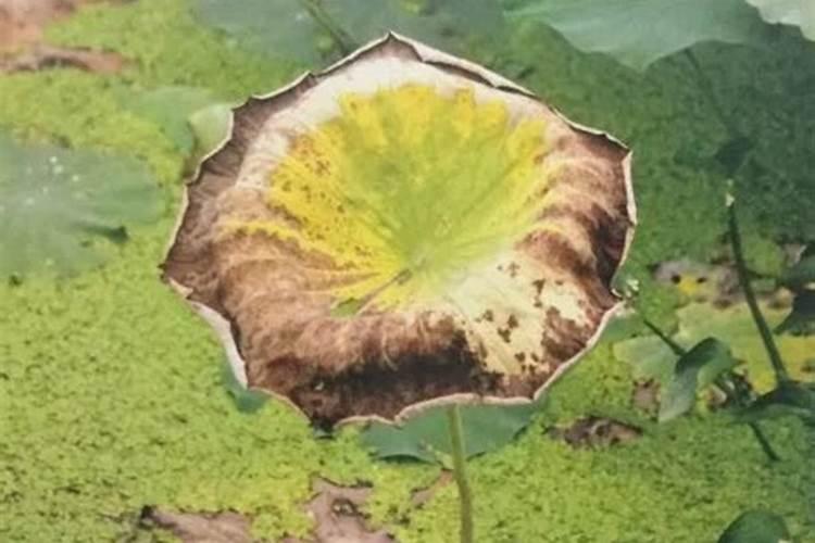 草莓种植钾肥过高的坏处？怎么调？