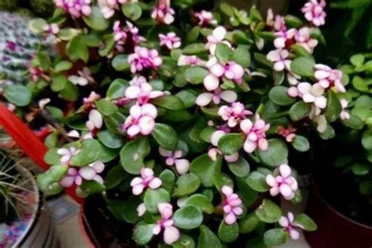 金枝玉叶怎么施肥