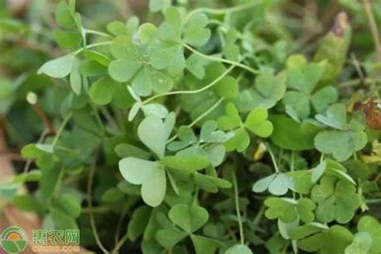 空心菜叶黄是什么毛病呢