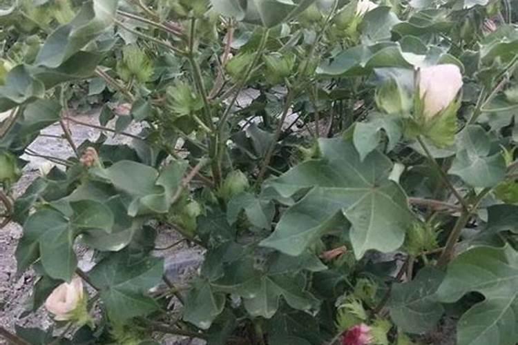 吊兰为什么蔫了