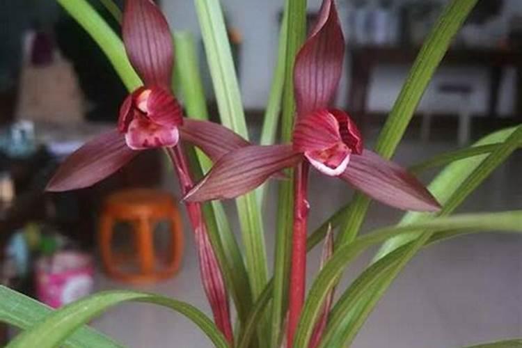 兰花如何施氮肥