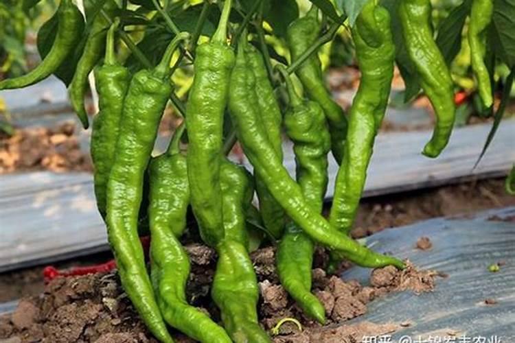 油菜药害可认用芸苔素解救吗