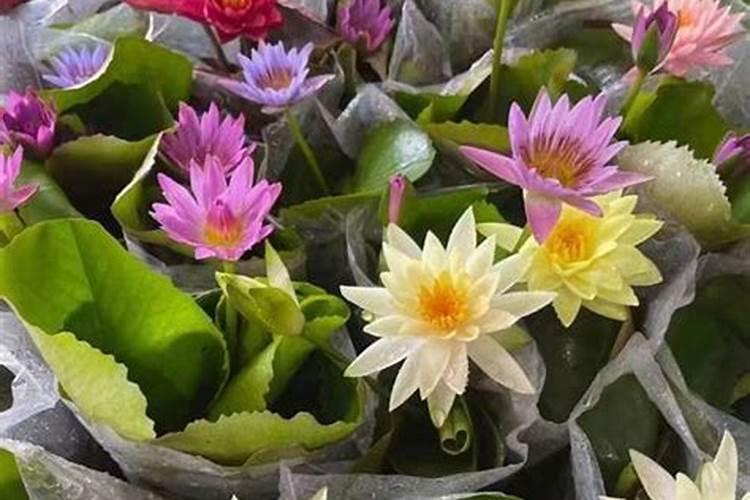 沼气可以做饭吗