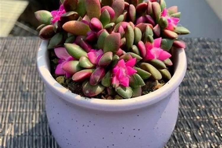 食醋的主要成分