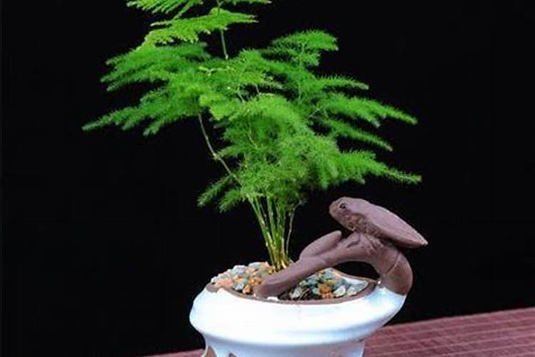 文竹叶子需不需要喷水