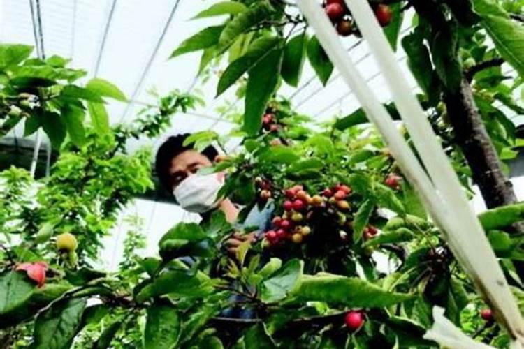 玉米苗后乐能和芸苔素合用吗