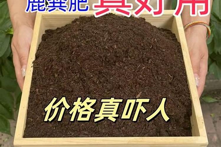 种大白菜用什么样的肥料好？为什么？