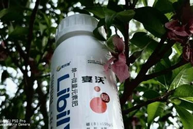 除了松树渗出的松脂还有什么可以形成琥珀？